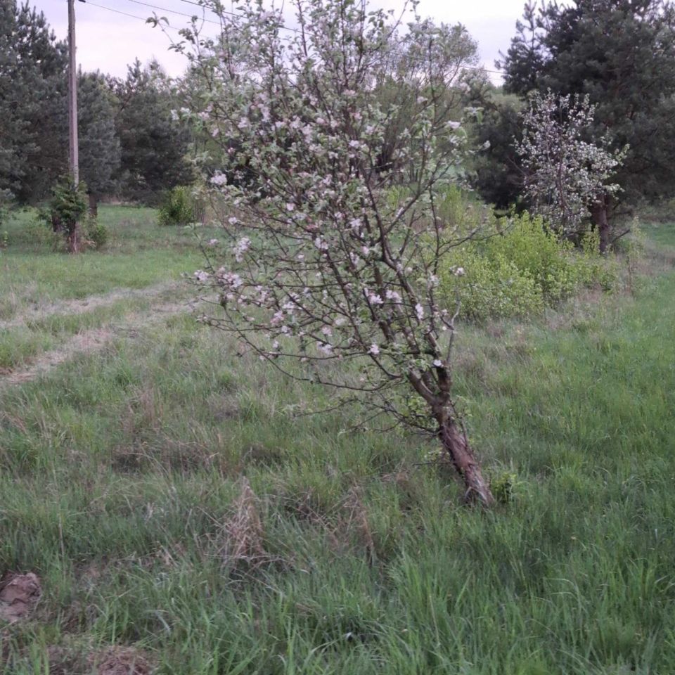 Działka rolno-budowlana Ulasek. Zdjęcie 8