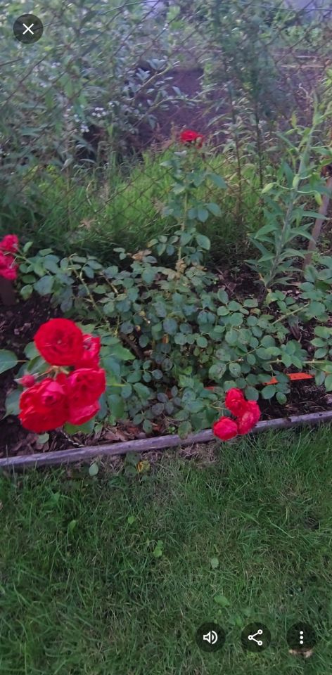 Działka rod Włocławek Lisek, ul. Jastrzębia. Zdjęcie 6