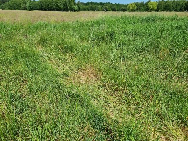 Działka budowlana Zaborówek. Zdjęcie 5