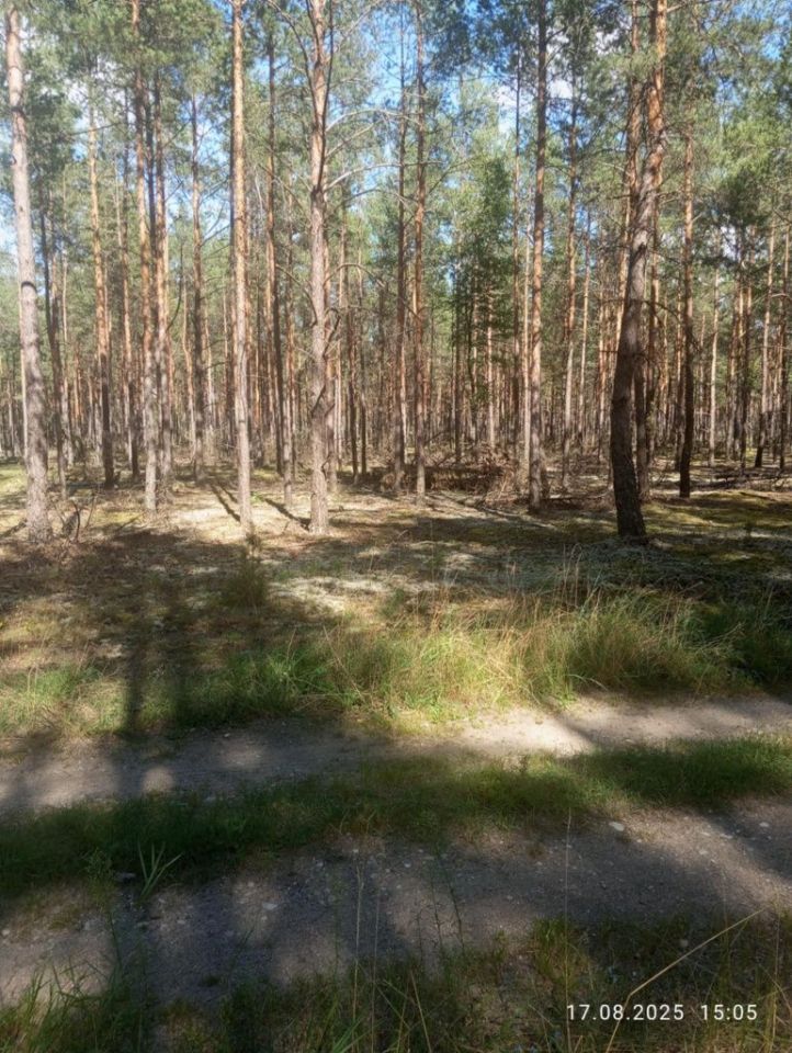 Działka leśna Chorzele. Zdjęcie 4