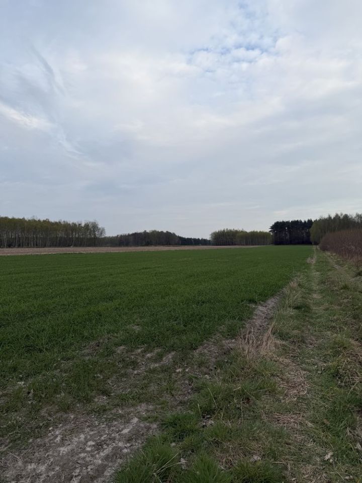 Działka rolno-budowlana Pająków. Zdjęcie 5