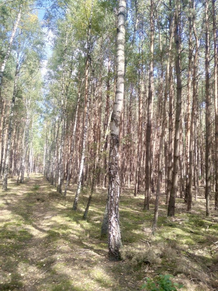 Działka rekreacyjna Lipianki. Zdjęcie 6