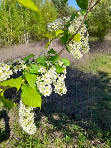 Działka budowlana Tabor. Zdjęcie 1