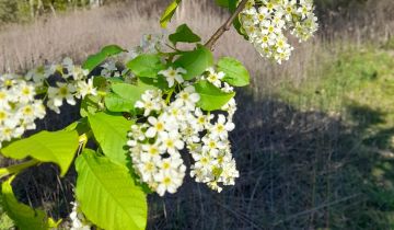 Działka budowlana Tabor