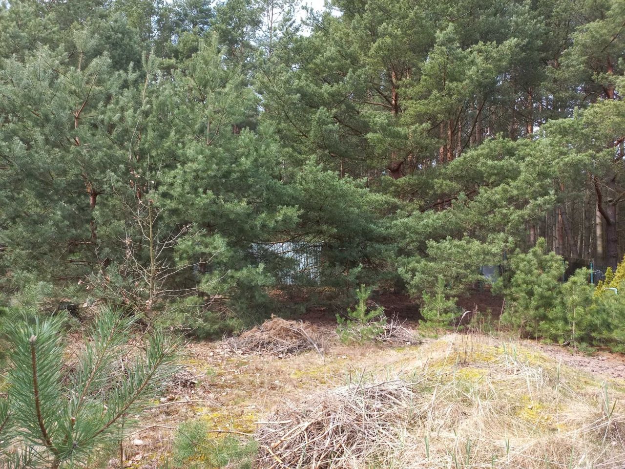 Działka Chrzypsko Małe. Zdjęcie 2