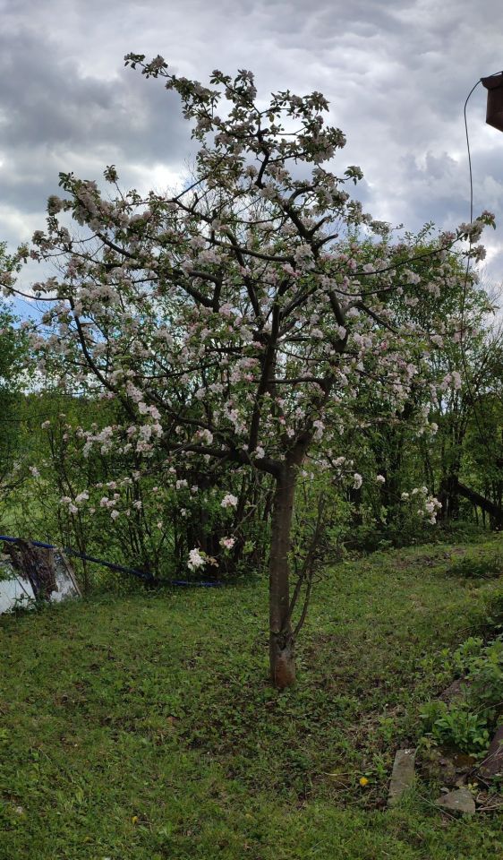 Działka rolno-budowlana Gruszczyn. Zdjęcie 4