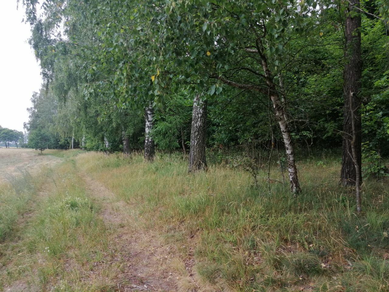Działka rekreacyjna Szymonka. Zdjęcie 9