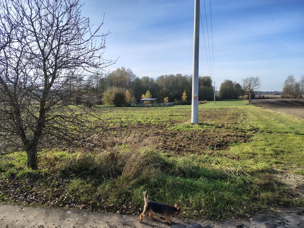 Działka rolna Zaryń. Zdjęcie 4