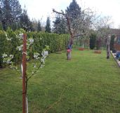 Działka rod Szczecin Gumieńce, ul. Przygodna. Zdjęcie 4