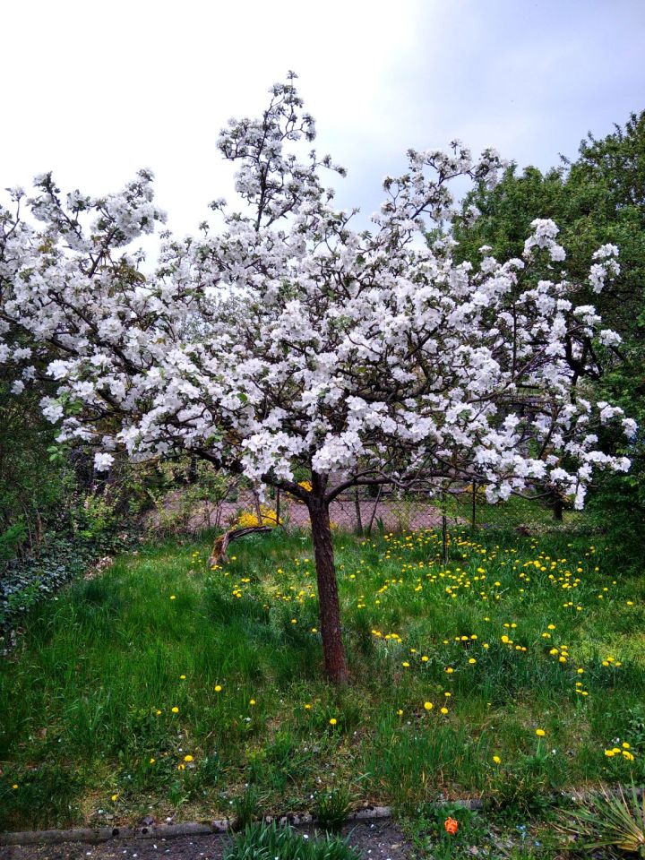 Działka rod Bydgoszcz Szwederowo. Zdjęcie 6