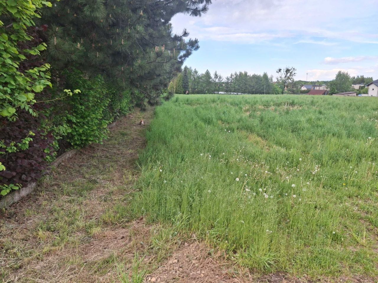Działka budowlana Roczyny, ul. Cyprysowa. Zdjęcie 2