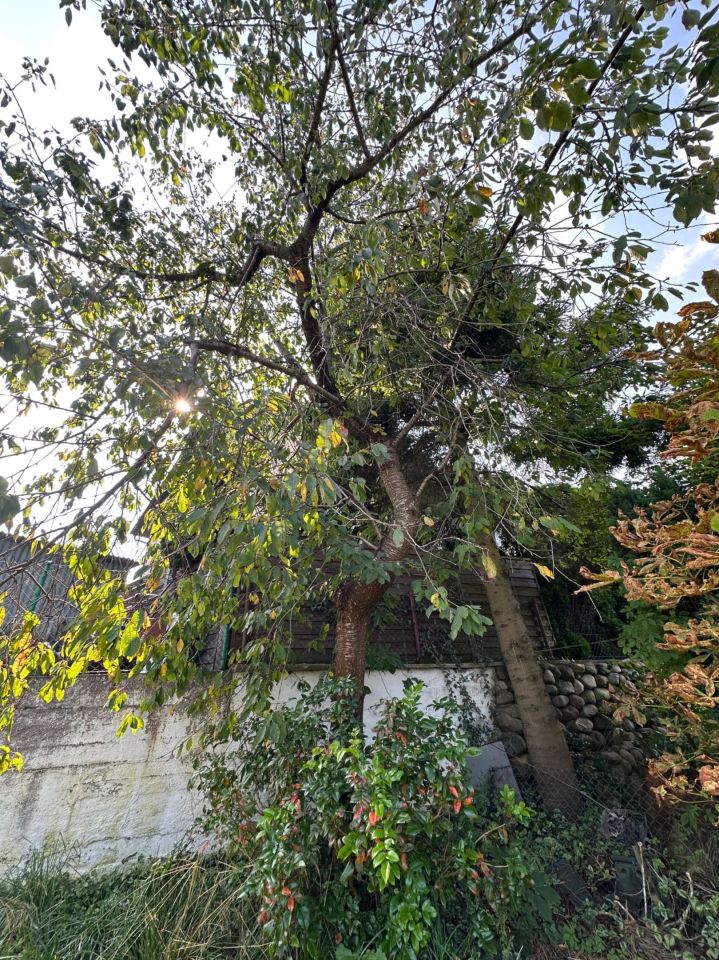 Działka rod Wejherowo, ul. Stefczyka. Zdjęcie 8