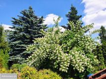 Działka rod Okołowice. Zdjęcie 2