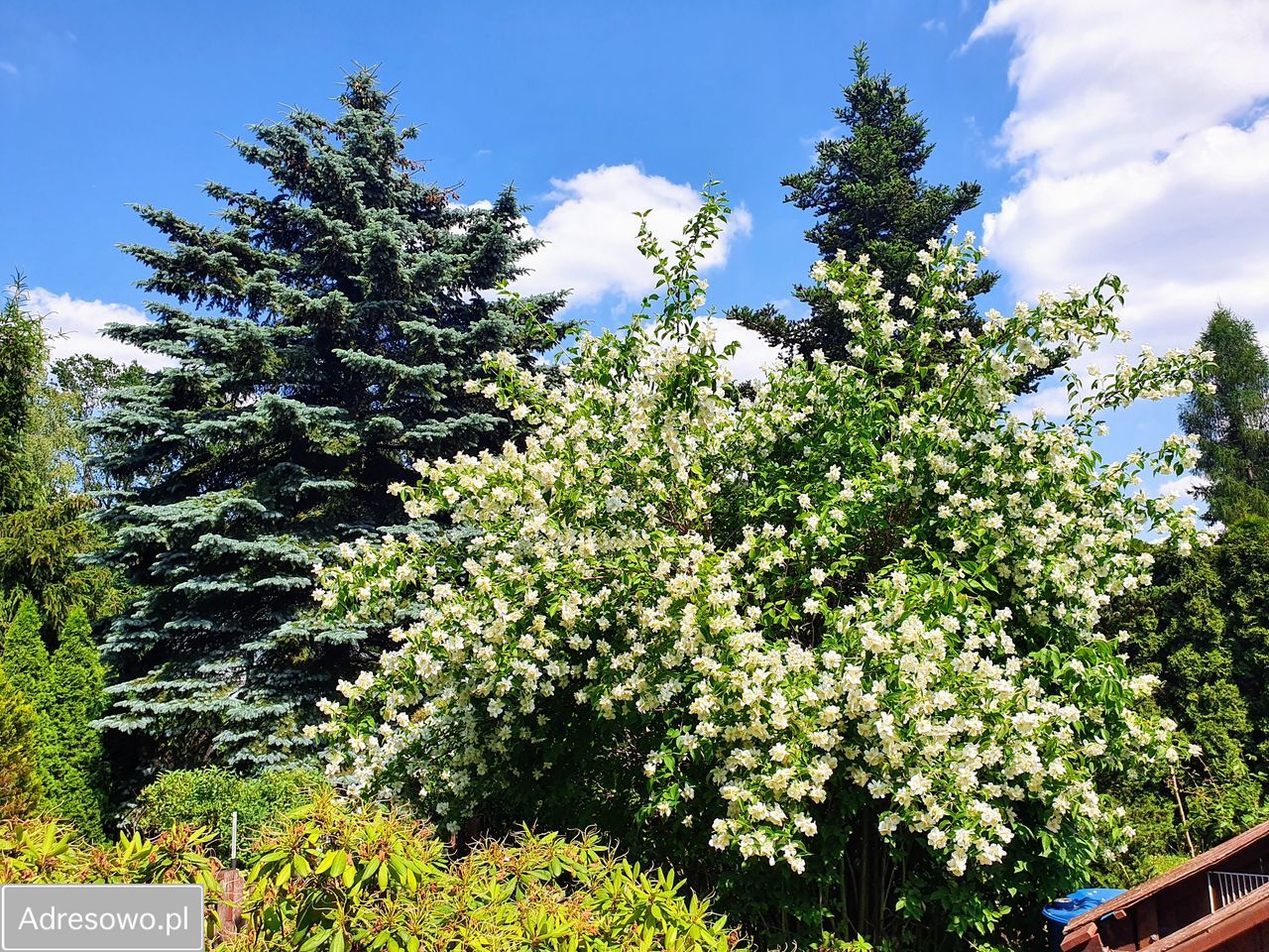 Działka rod Okołowice. Zdjęcie 3