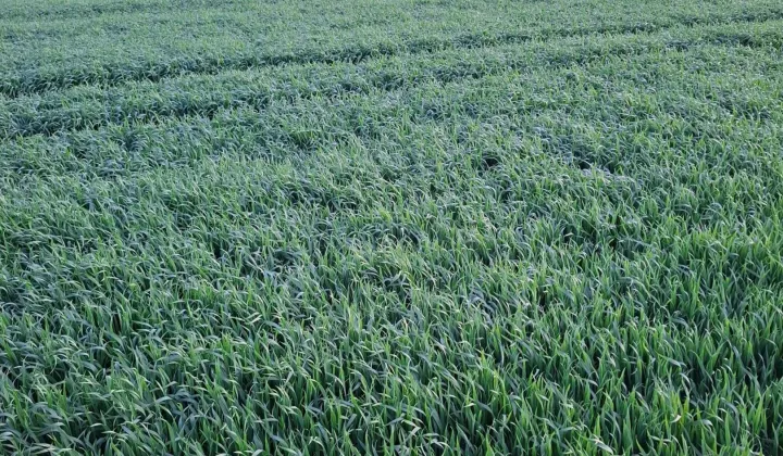 Działka rolna Czółna