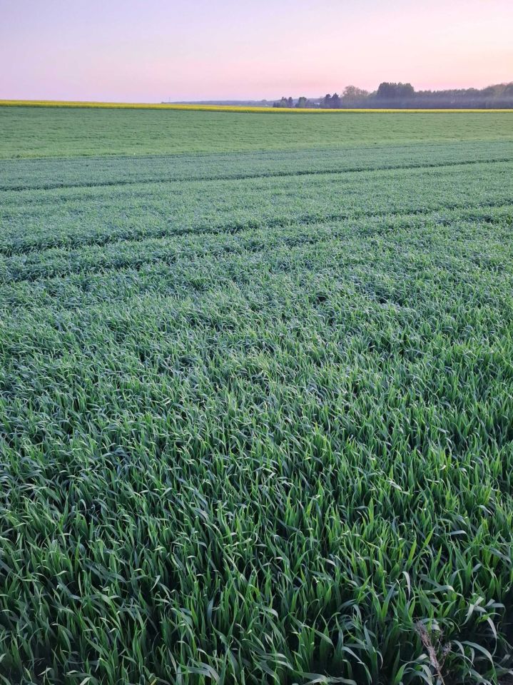 Działka rolna Czółna