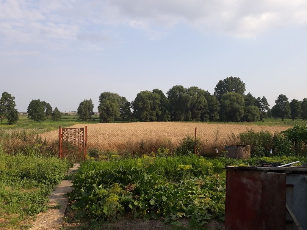 Działka rolna Rybitwy. Zdjęcie 2