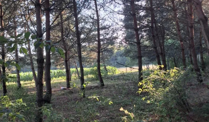 Działka siedliskowa Śródborze