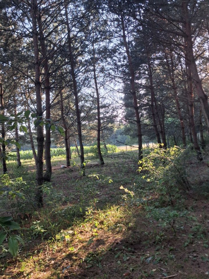Działka siedliskowa Śródborze. Zdjęcie 1