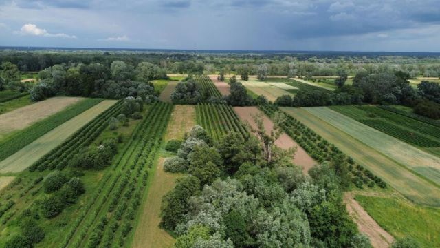 Działka siedliskowa Dębówka. Zdjęcie 3