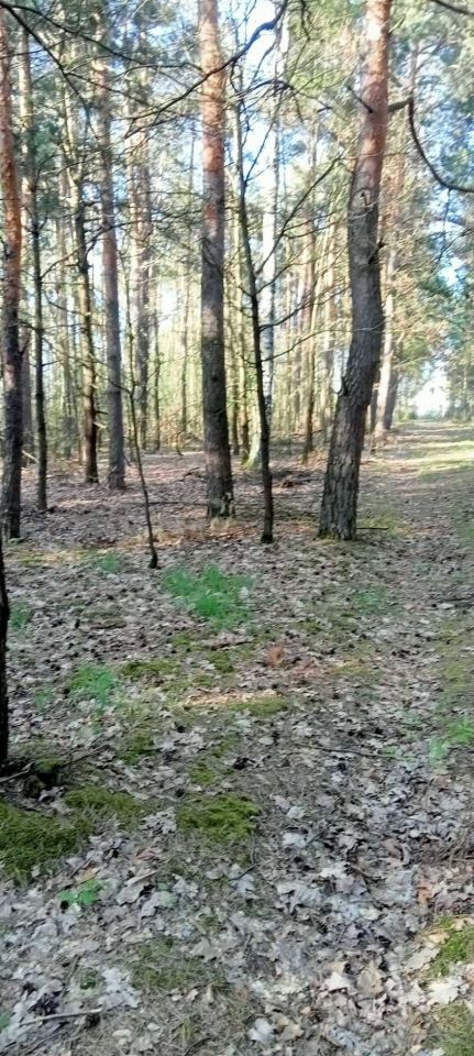 Działka rolno-budowlana Ciepielów-Kolonia. Zdjęcie 7