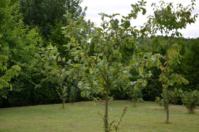 dom wolnostojący, 3 pokoje Święte Nowaki. Zdjęcie 12