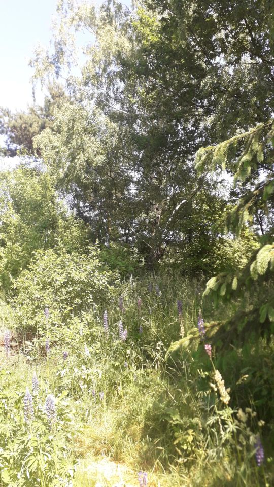 Działka budowlana Gałków Mały, ul. Mickiewicza. Zdjęcie 5