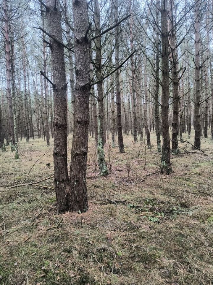 Działka leśna Wieleń