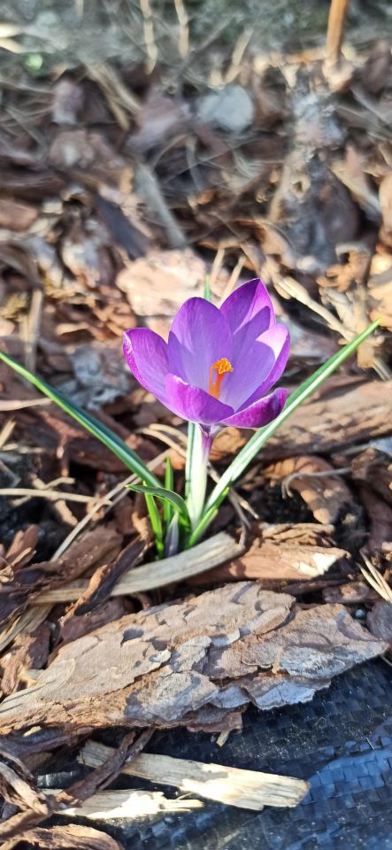 Działka rod Zielona Góra, ul. Andrzeja Struga. Zdjęcie 3