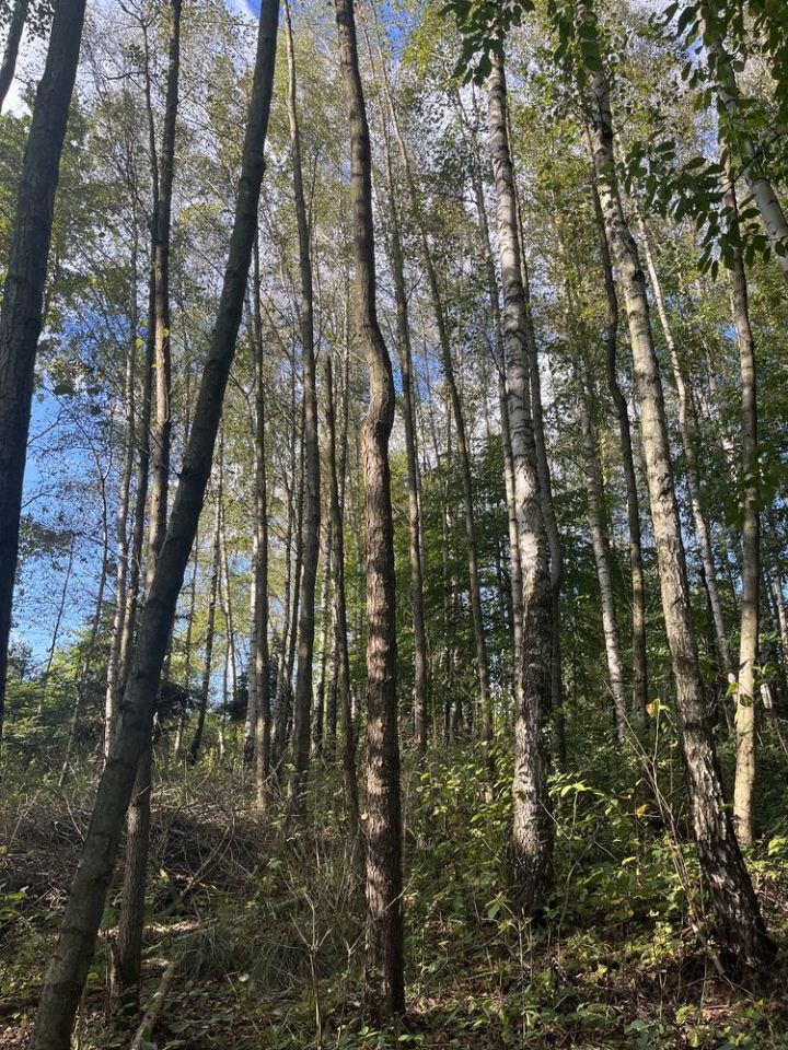 Działka leśna Olszyny. Zdjęcie 4