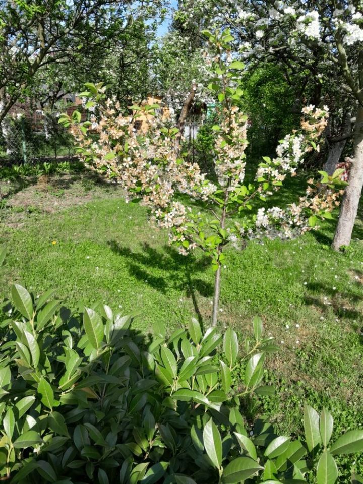 Działka rod Wrocław Krzyki. Zdjęcie 7