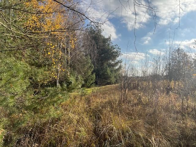 Działka leśna Stara Huta. Zdjęcie 6