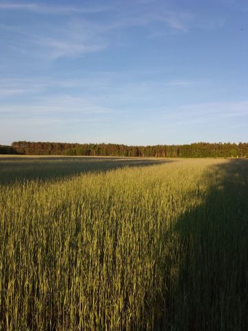 Działka rolna Józefowo. Zdjęcie 1