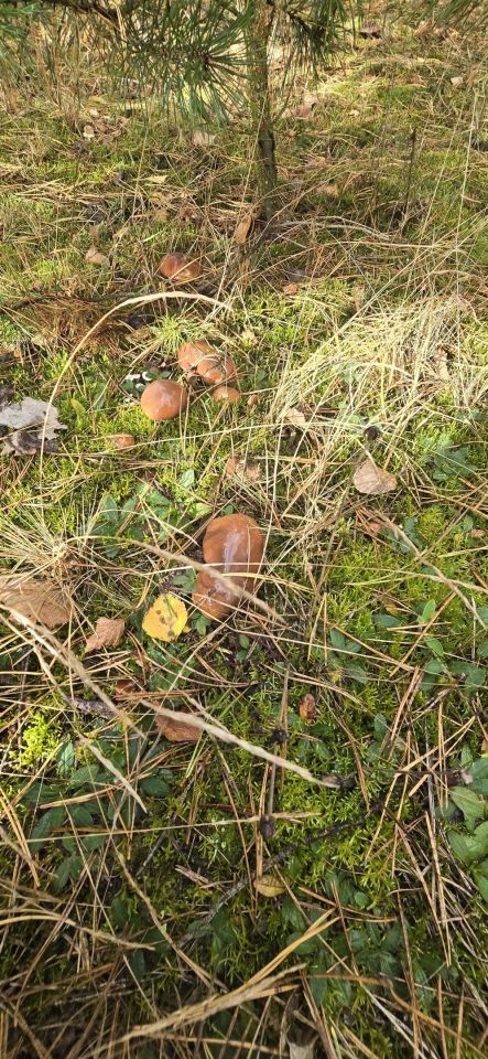 Działka budowlana Skrzynka. Zdjęcie 7