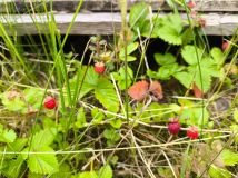 Działka rod Wrocław Krzyki. Zdjęcie 2