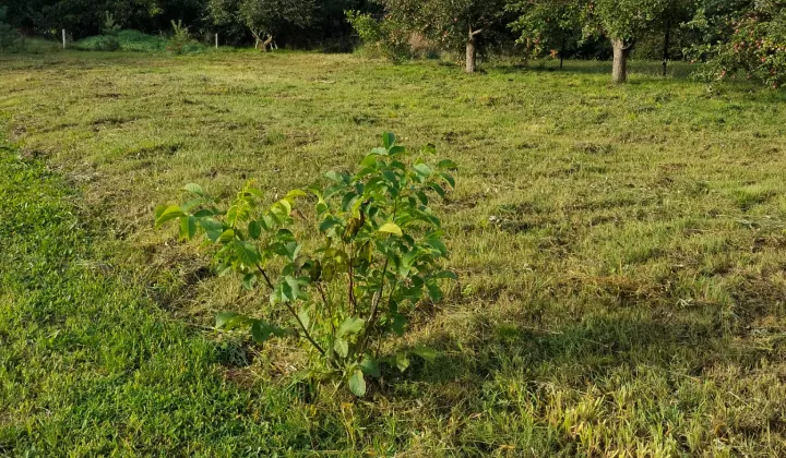 Działka budowlana Witaszyce, ul. Żużlowa