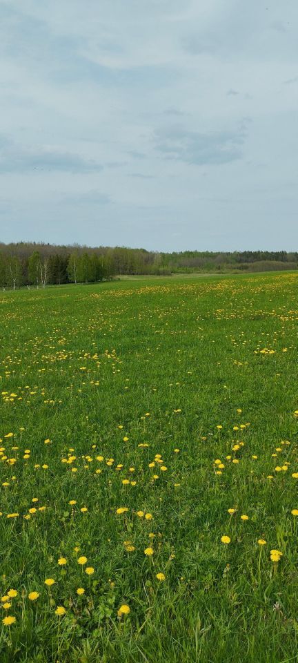 Działka rolno-budowlana Wielochowo. Zdjęcie 2