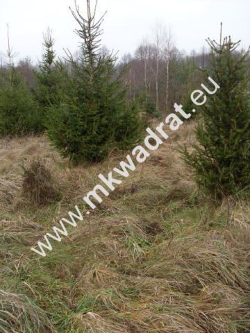 Działka rolna Korabiewice. Zdjęcie 8