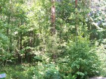 Działka leśna Horyniec-Zdrój. Zdjęcie 1