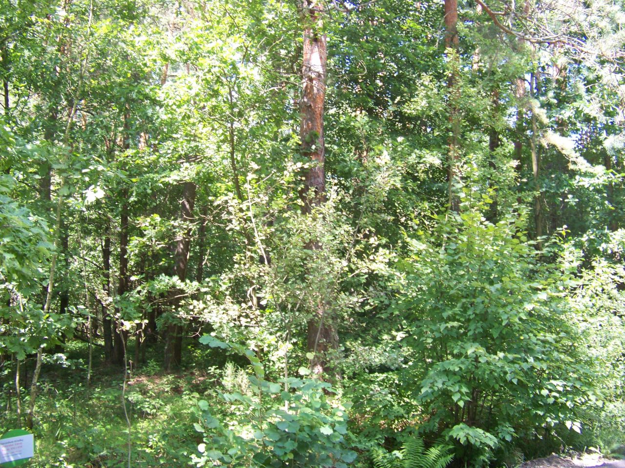 Działka leśna Horyniec-Zdrój. Zdjęcie 2