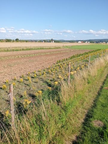 Działka rolno-budowlana Rzeszów Budziwój, ul. Senatorska. Zdjęcie 1