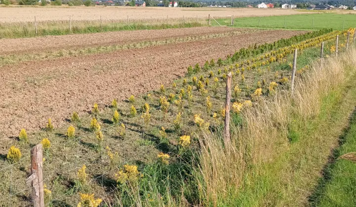 Działka rolno-budowlana Rzeszów Budziwój, ul. Senatorska