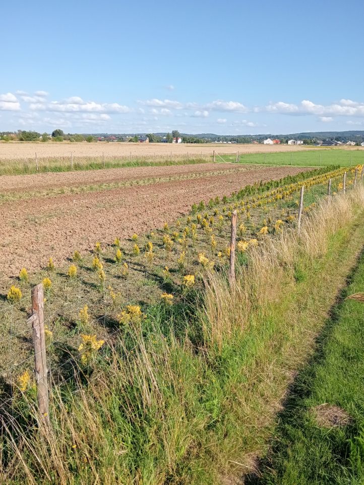 Działka rolno-budowlana Rzeszów Budziwój, ul. Senatorska