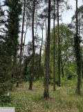 Działka budowlana Stróża, ul. Boczna. Zdjęcie 4