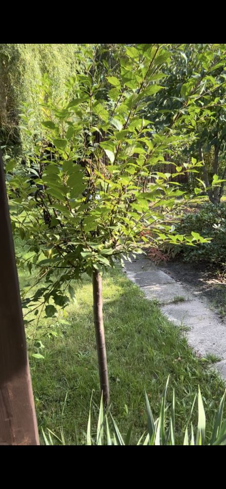 Działka rod Kędzierzyn-Koźle Kuźniczka, ul. Grunwaldzka. Zdjęcie 5