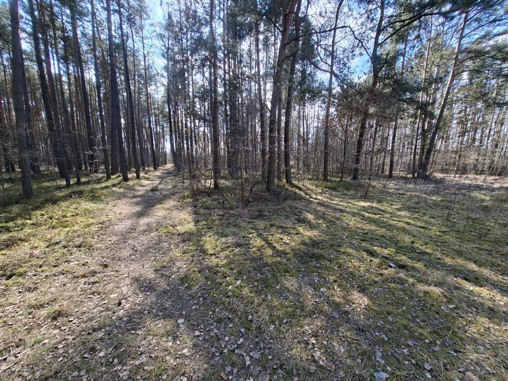 Działka leśna Chrzęsne, ul. Podleśna. Zdjęcie 6
