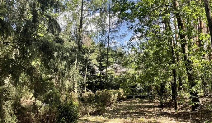 Działka leśna Zalesie