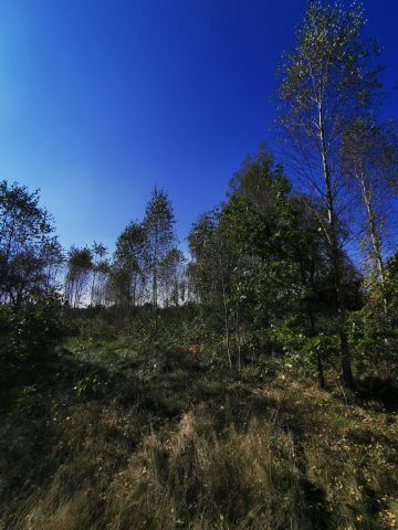 Działka siedliskowa Augustowo. Zdjęcie 6