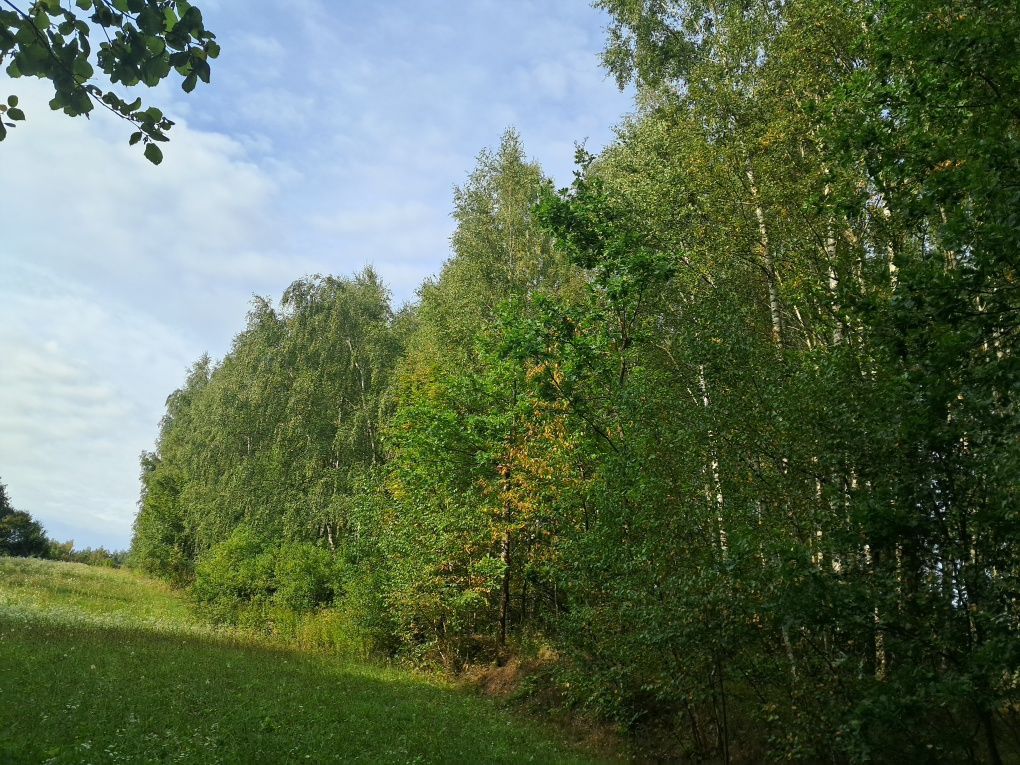 Działka leśna Tokary. Zdjęcie 3