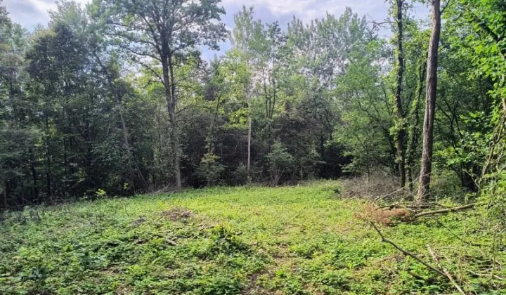 Działka leśna Smerekowiec